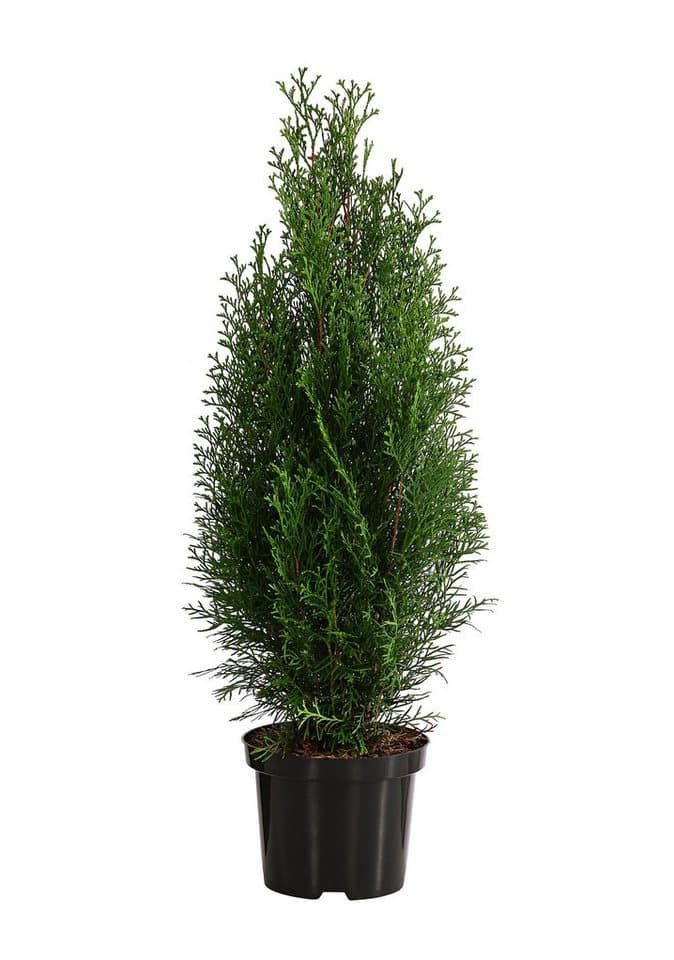 Dehner Hecken Thuja Lebensbaum Smaragd, 40 Pflanzen, ca. 13 m, 80 - 100 cm, immergrüne Zypresse als Sichtschutz-Hecke