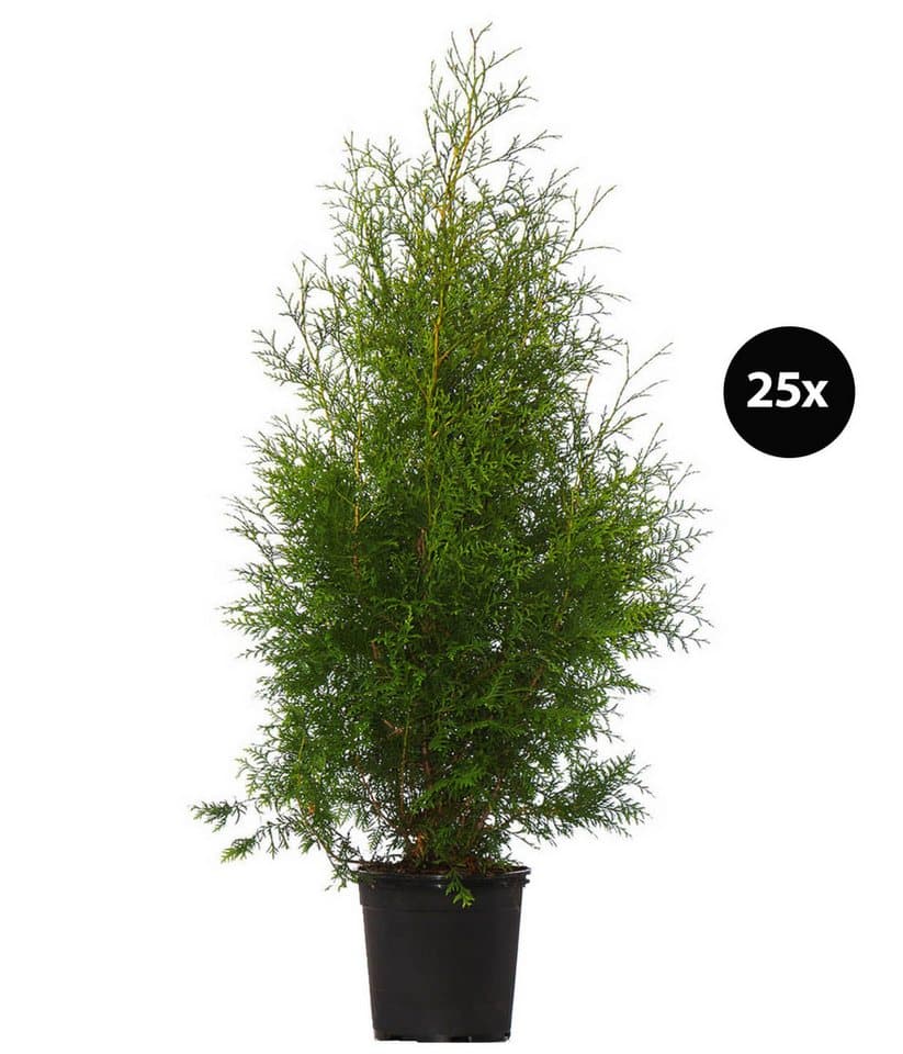 Dehner Hecken Thuja Lebensbaum Brabant, 25 Pflanzen, für 10 m Hecke, je 125-150 cm, immergrüne und winterharte Gartenpflanze als Sichtschutz-Hecke
