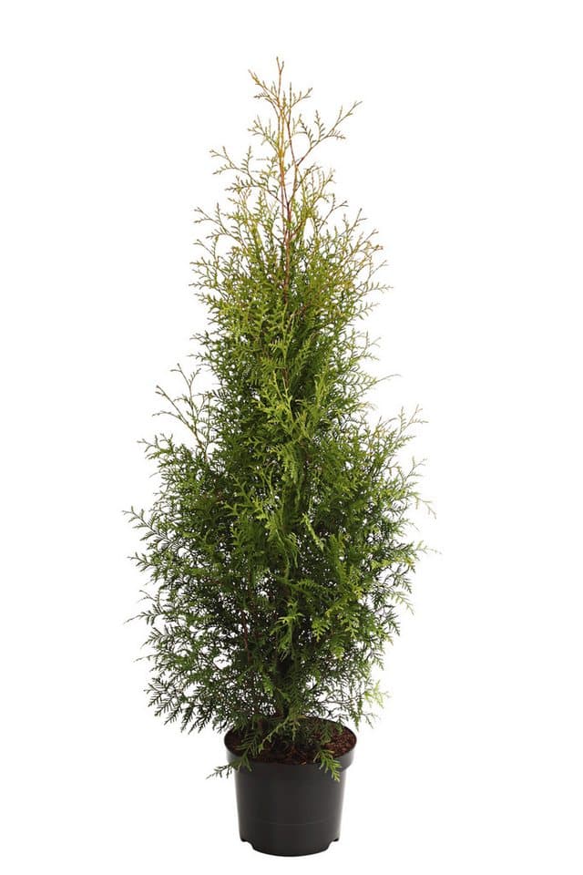 Dehner Hecken Thuja Lebensbaum Brabant, 12 Pflanzen, ca. 7 m, 140 - 160 cm, immergrüne Zypresse als Sichtschutz-Hecke