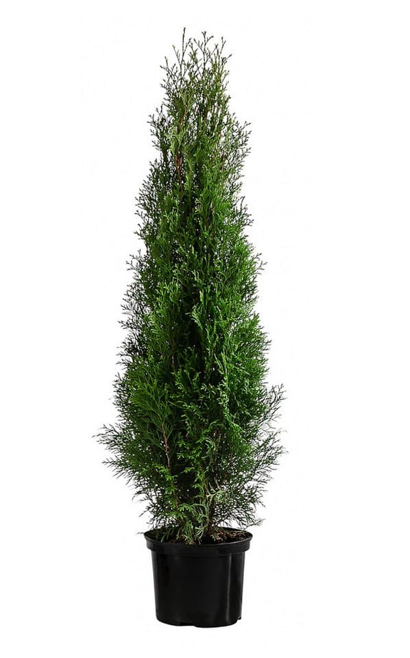 Dehner Hecken Thuja Lebensbaum Smaragd, 12 Pflanzen, ca. 6 m, 140 - 160 cm, immergrüne Zypresse als Sichtschutz-Hecke