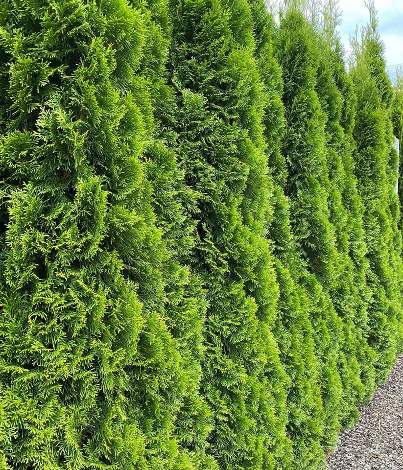 Dehner Hecken Thuja Lebensbaum Smaragd, 12 Pflanzen, ca. 6 m, 140 - 160 cm, immergrüne Zypresse als Sichtschutz-Hecke - Thumbnail 3