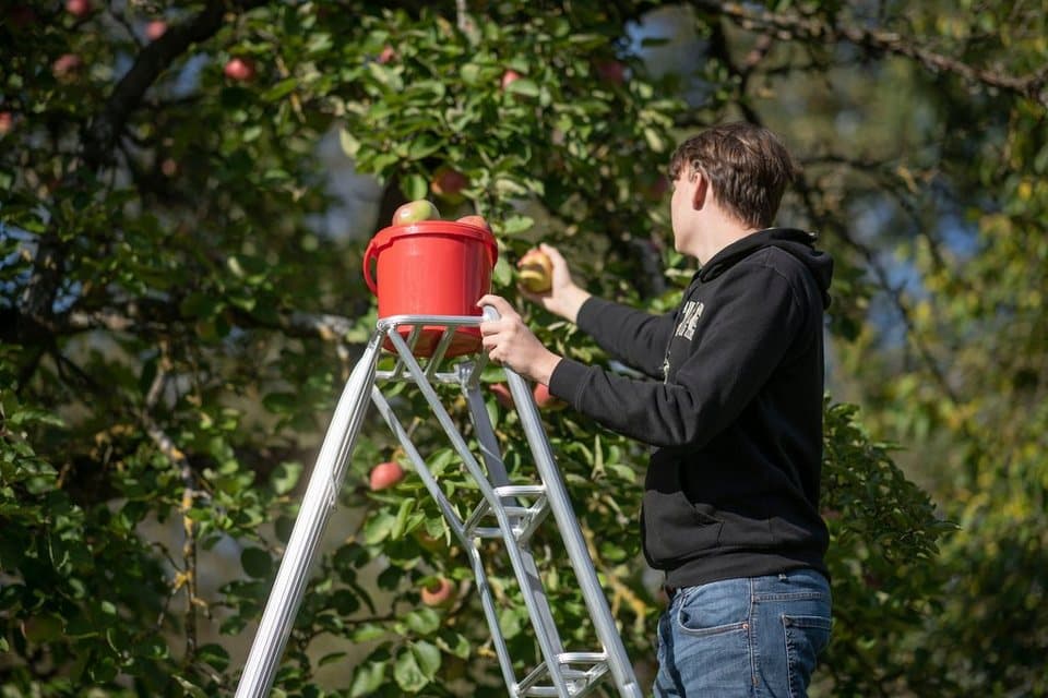 Niwaki Vielzweckleiter, Gartenleiter, gleicht Unebenheiten im Gelände aus - Thumbnail 6