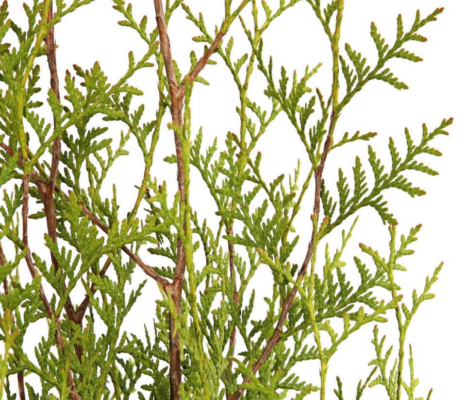 Dehner Hecken Thuja Lebensbaum Brabant, 12 Pflanzen, ca. 7 m, 140 - 160 cm, immergrüne Zypresse als Sichtschutz-Hecke - Thumbnail 2