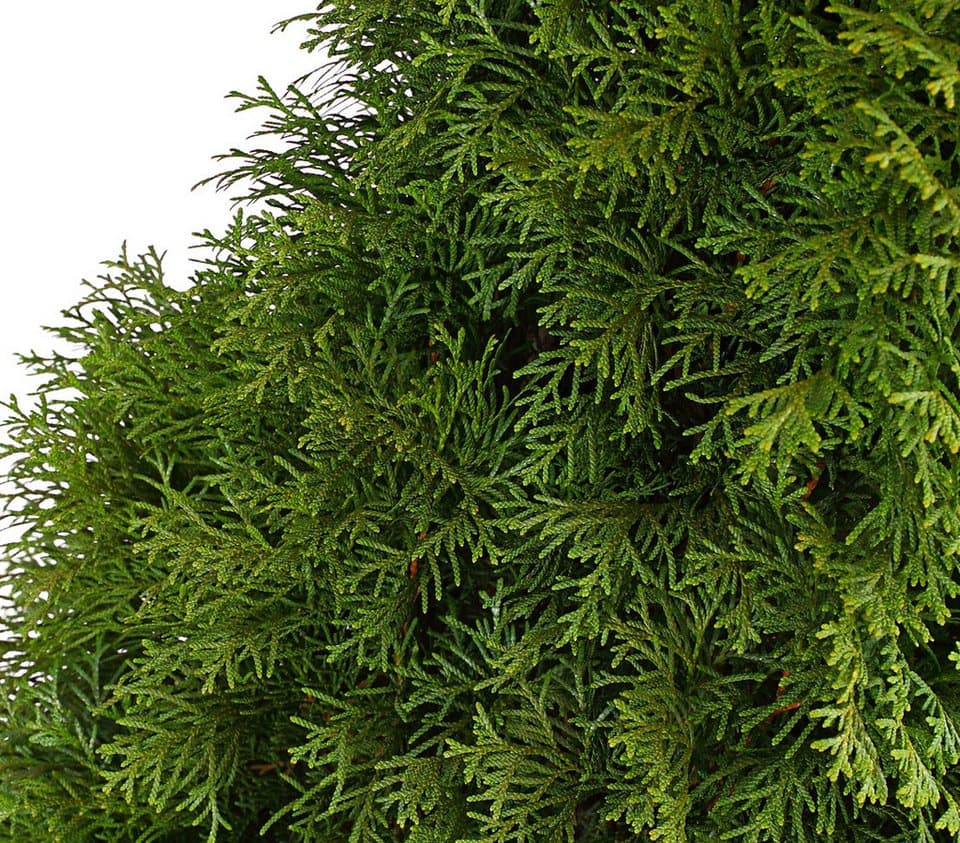 Dehner Hecken Thuja Lebensbaum Smaragd, 12 Pflanzen, ca. 6 m, 140 - 160 cm, immergrüne Zypresse als Sichtschutz-Hecke - Thumbnail 2