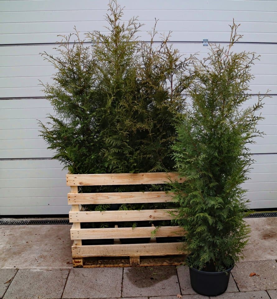 Dehner Hecken Thuja Lebensbaum Brabant, 12 Pflanzen, ca. 7 m, 140 - 160 cm, immergrüne Zypresse als Sichtschutz-Hecke - Thumbnail 3